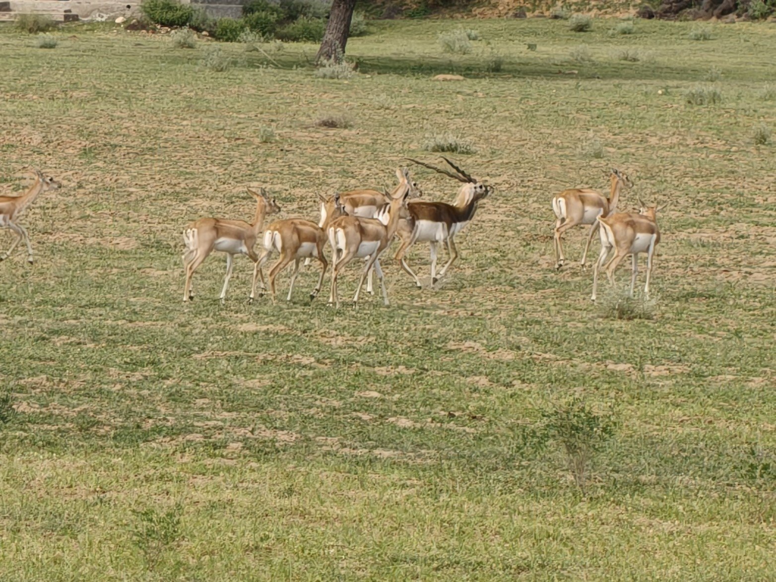 Gular-Kasipura Blackbuck Area