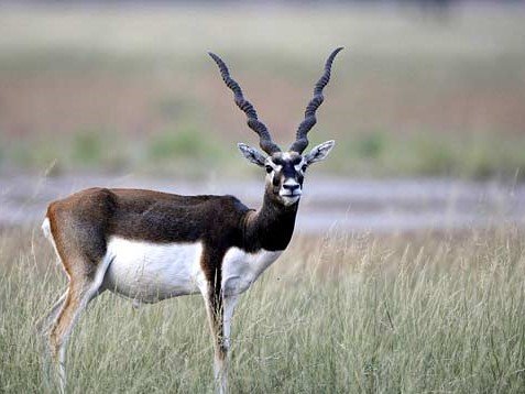 Tal Chhapar Sanctuary