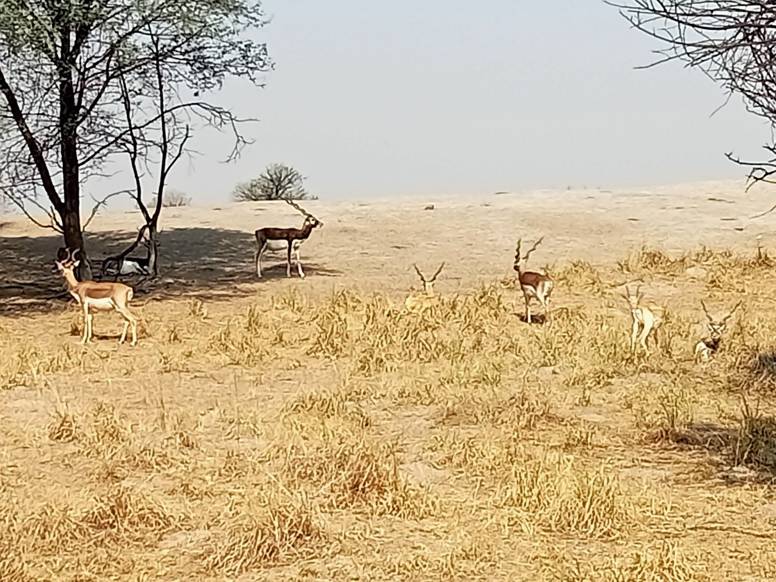 Wildlife & Nature Around Sagoo Garh